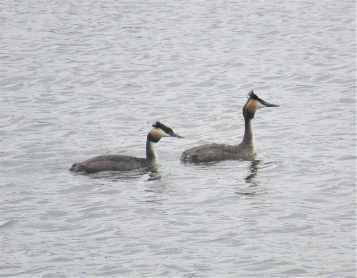 Great Crested Grebe - ML383519551