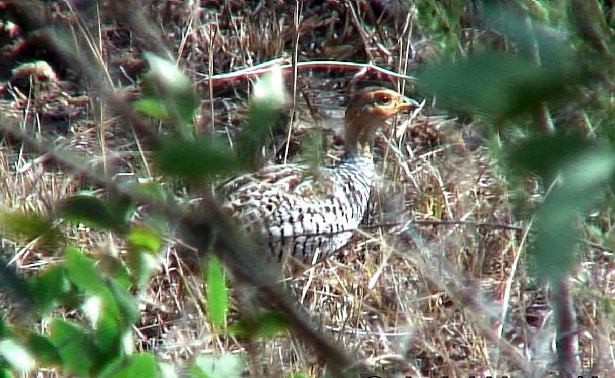 Coqui Francolin (Bar-breasted) - ML383519671