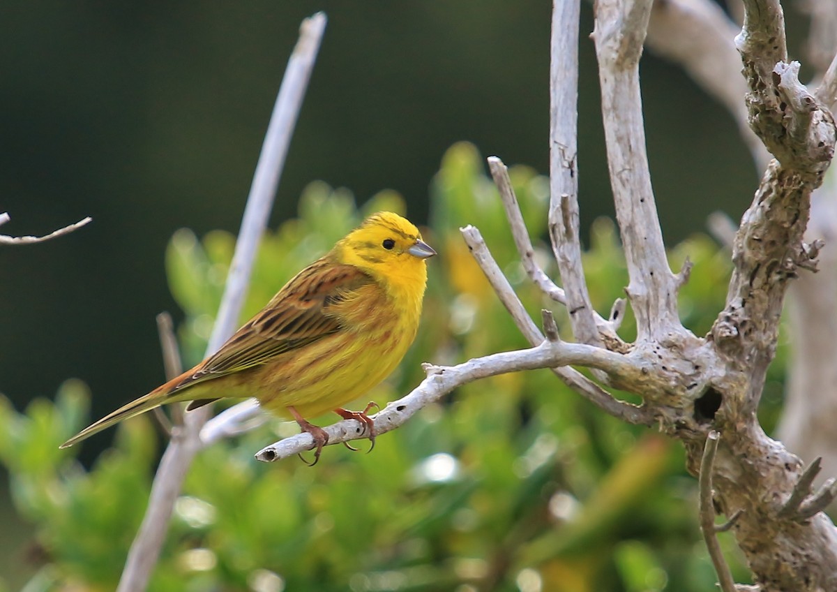 Yellowhammer - ML38352081