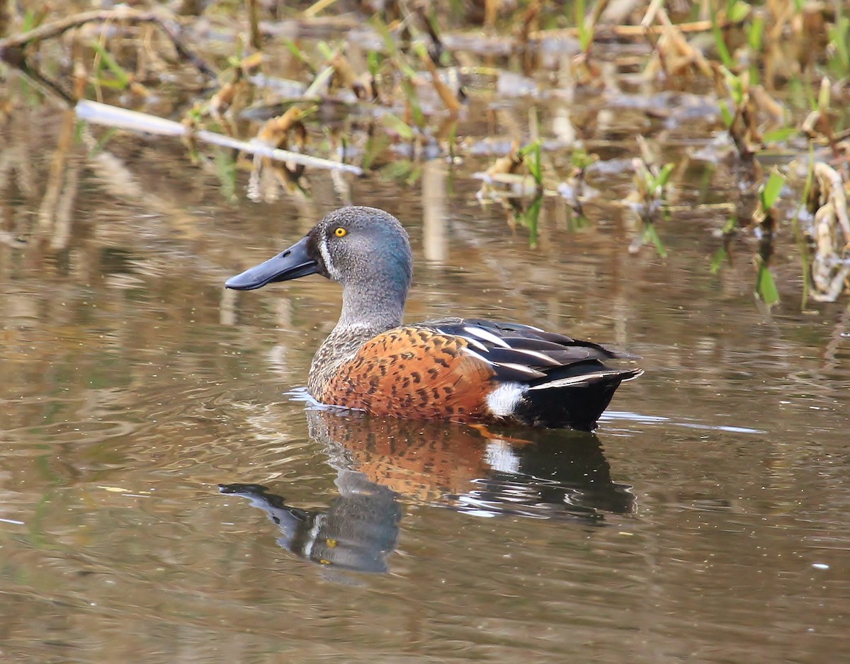 Australasian Shoveler - ML38352181