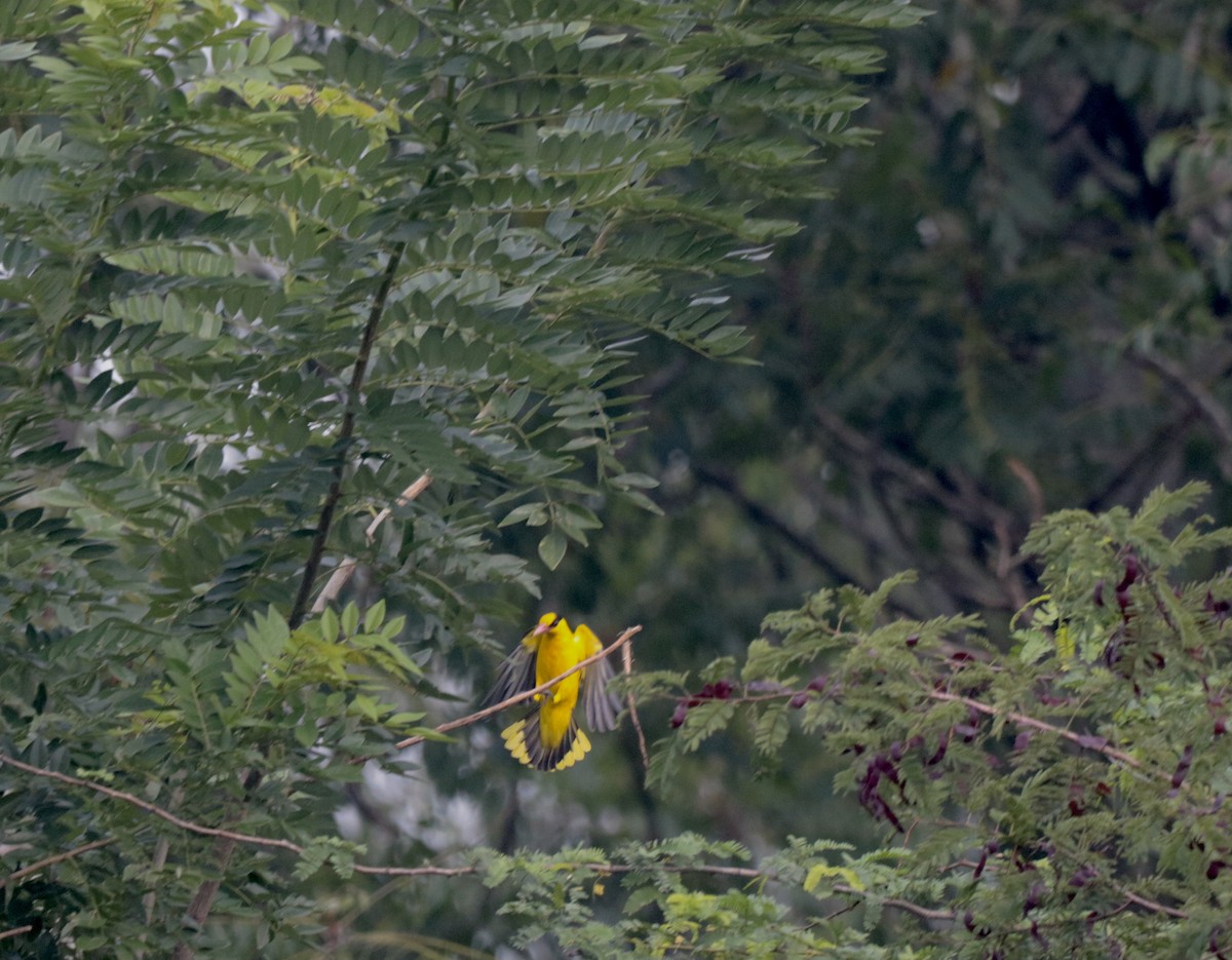 Black-naped Oriole - ML383522541