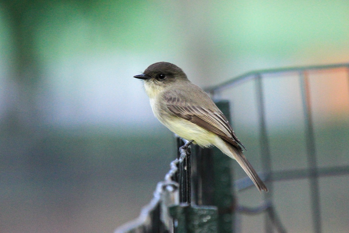 Eastern Phoebe - Tommy Pedersen