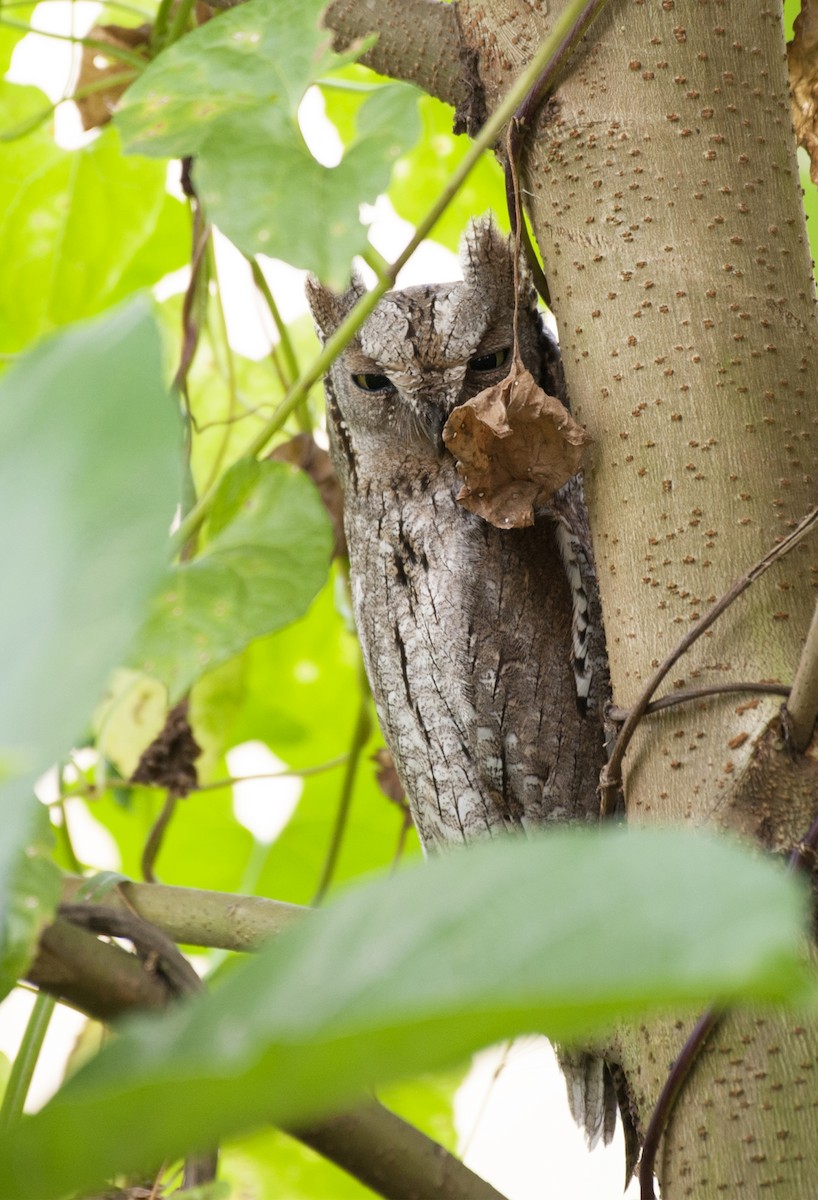 scops-owl sp. - ML383523601