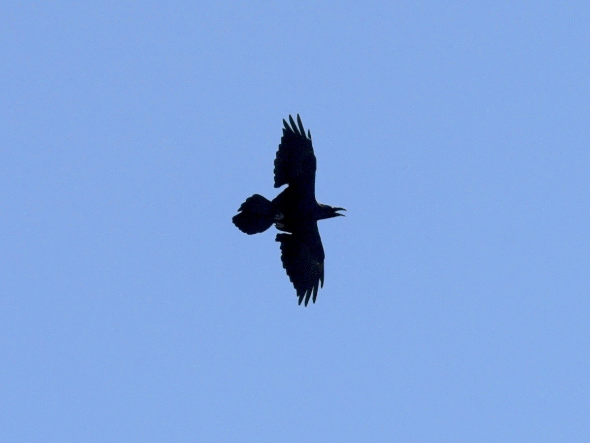 Common Raven - nukhet barlas