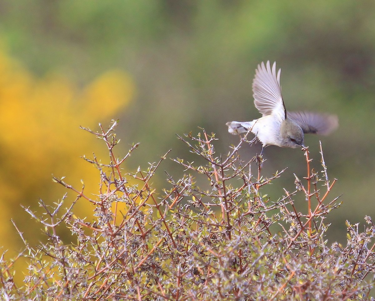 Gray Gerygone - ML38352391