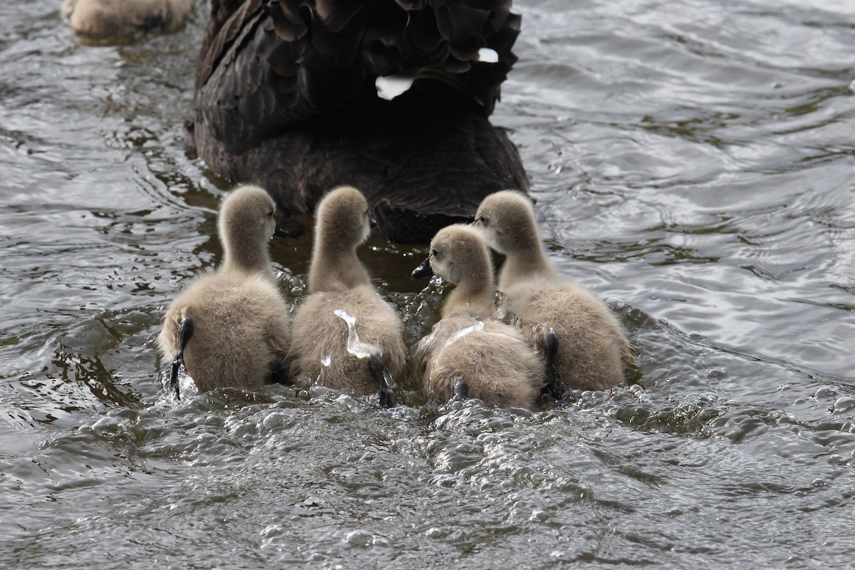 Black Swan - Imogen Warren