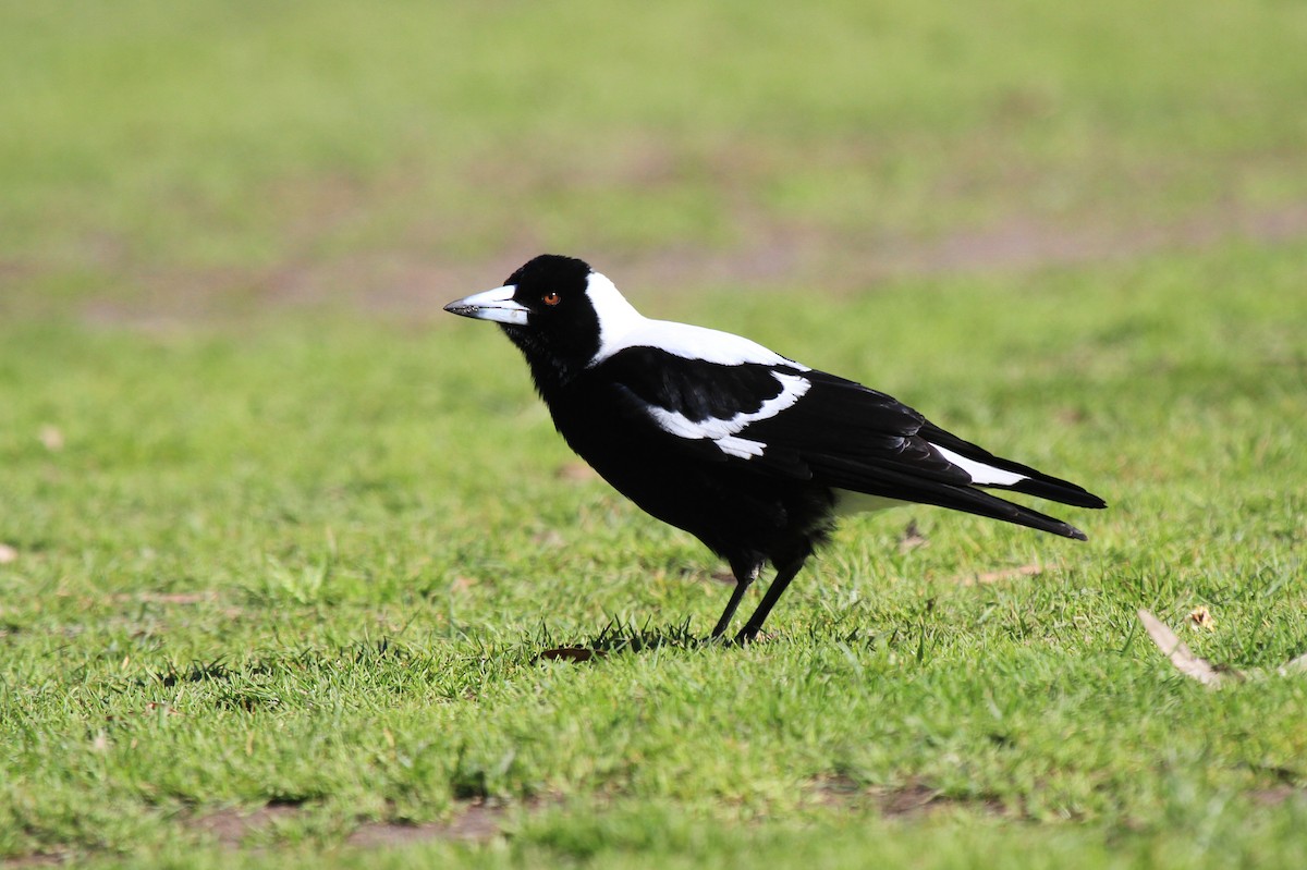 Australian Magpie (White-backed) - ML383524551