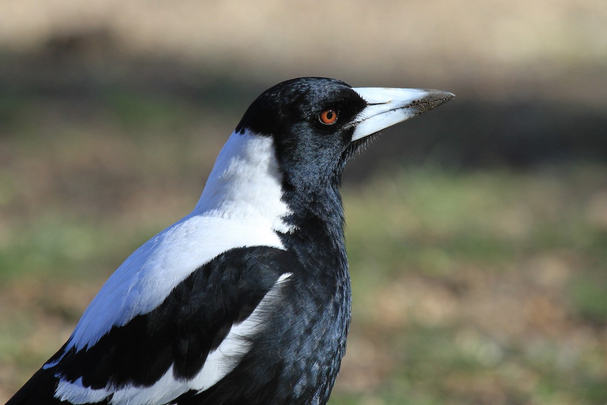 Australian Magpie (White-backed) - ML383524571