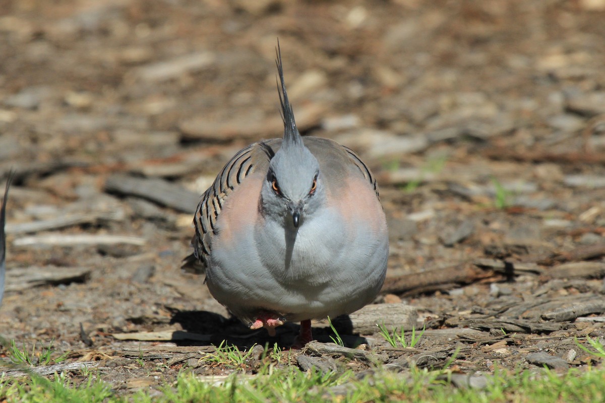 Crested Pigeon - ML383524631