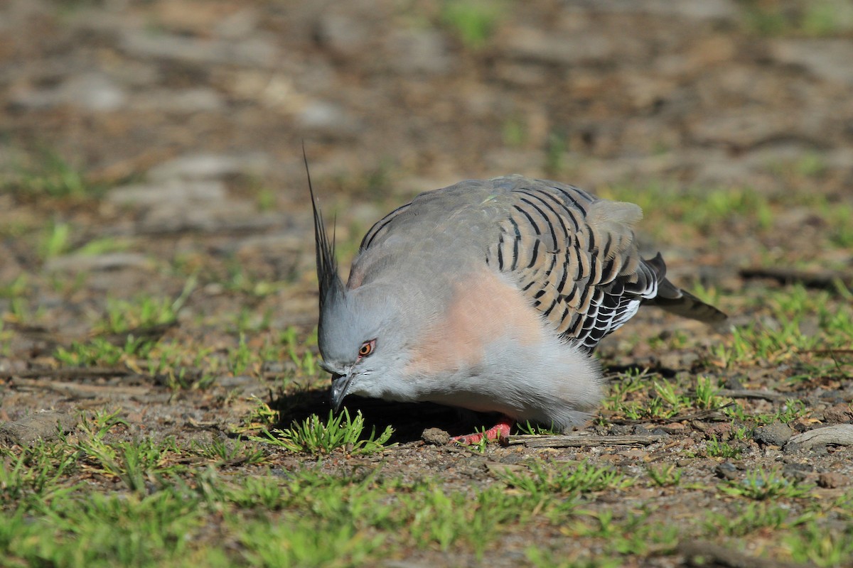 Crested Pigeon - ML383524641