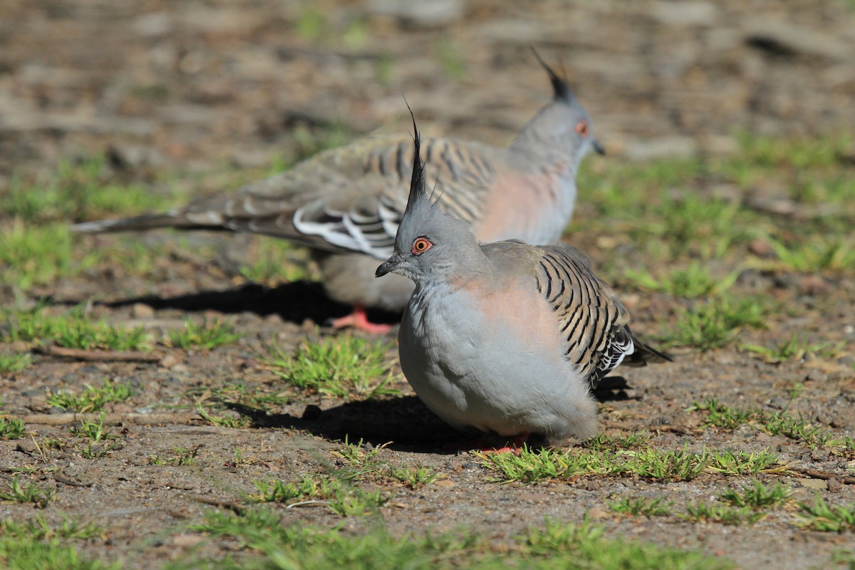 Crested Pigeon - ML383524651