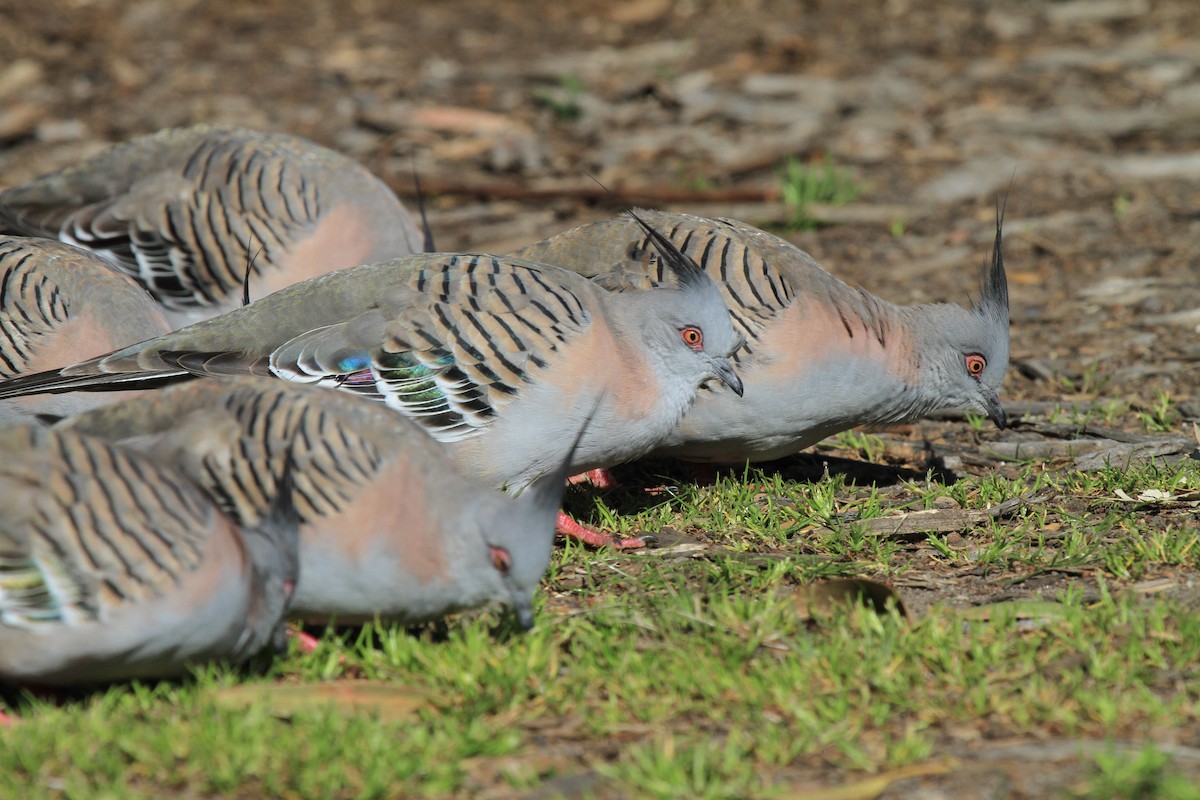 Crested Pigeon - ML383524661