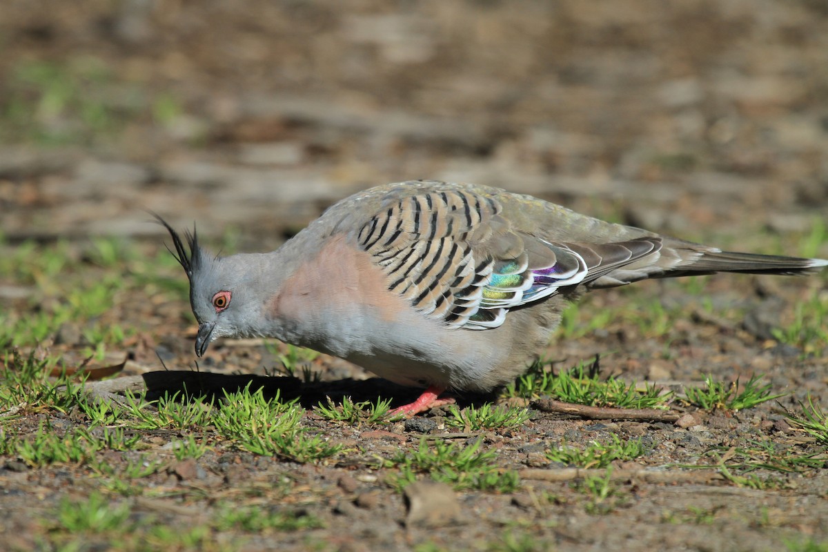 Crested Pigeon - ML383524671