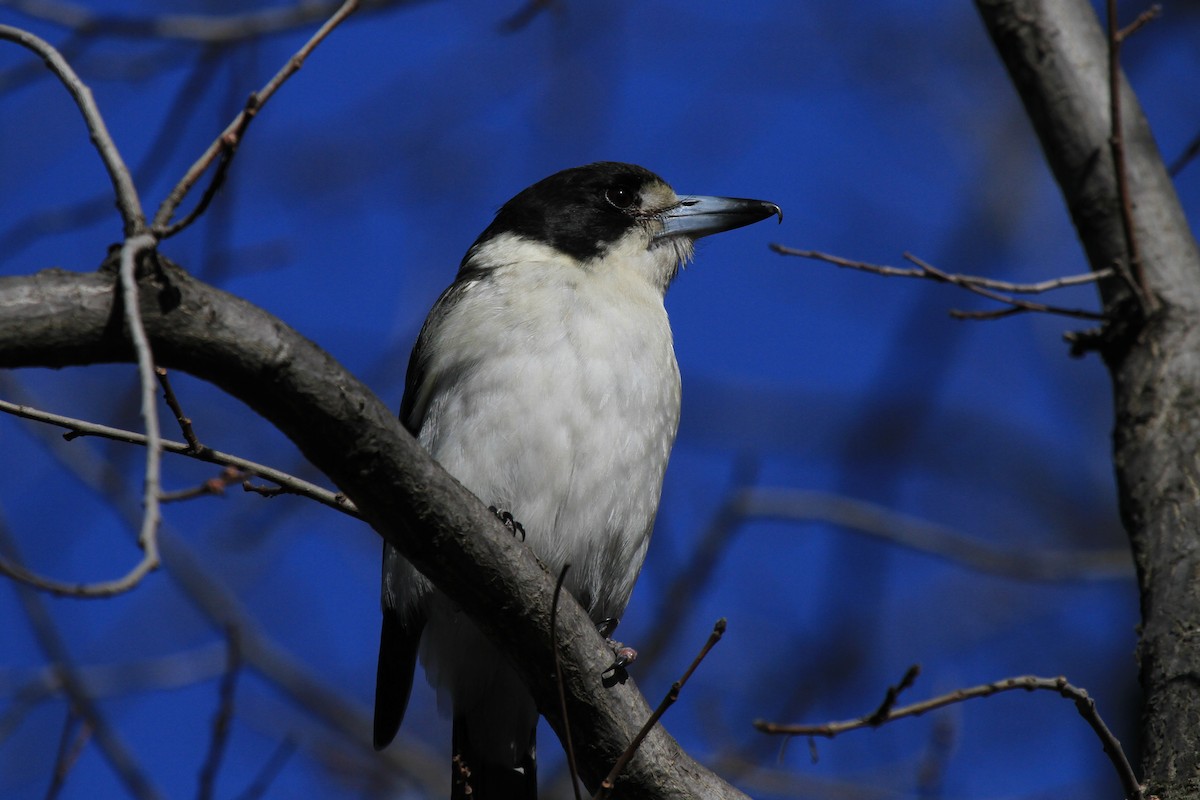 Gray Butcherbird - ML383524681