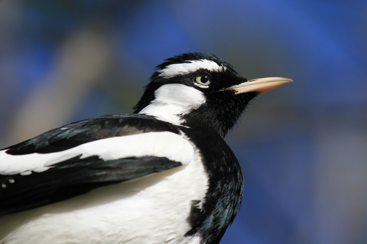 Magpie-lark - ML383524691