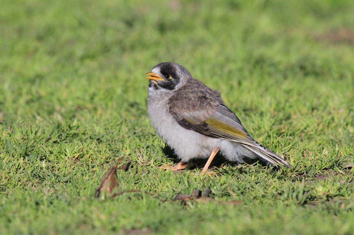 Noisy Miner - ML383524701