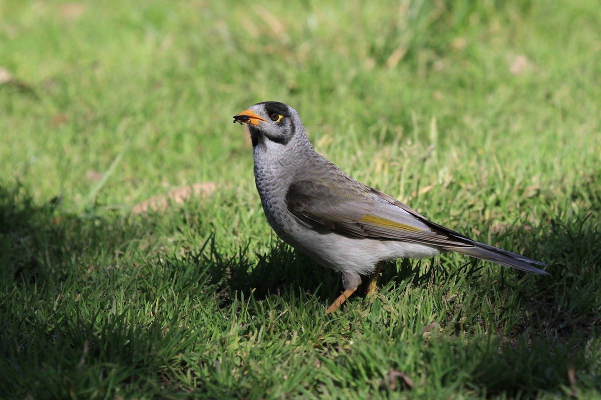 Noisy Miner - ML383524711