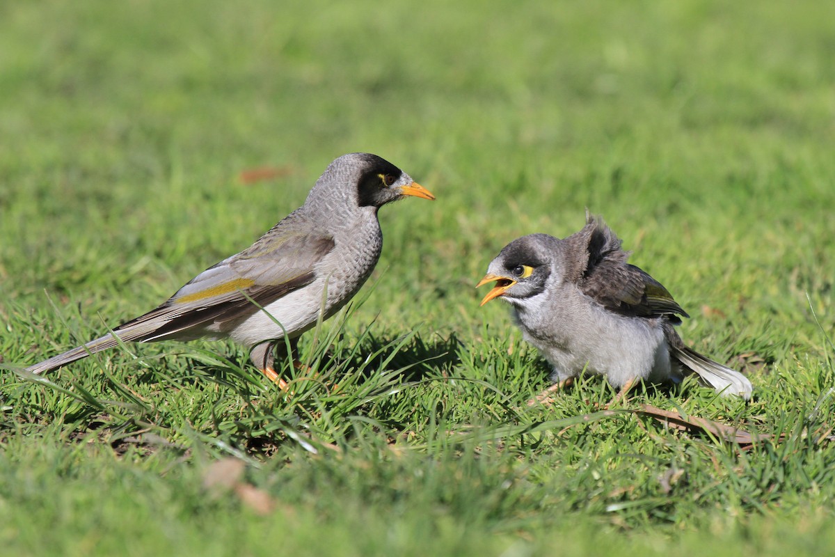 Noisy Miner - ML383524721