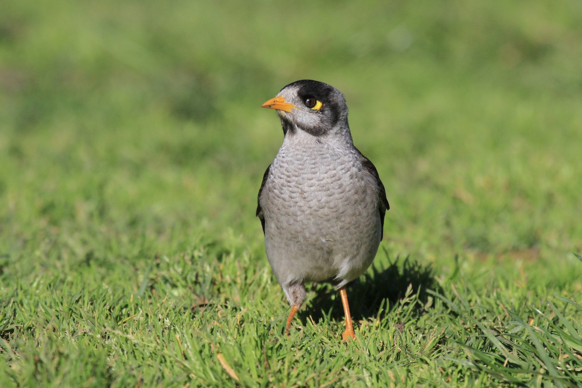 Noisy Miner - ML383524731