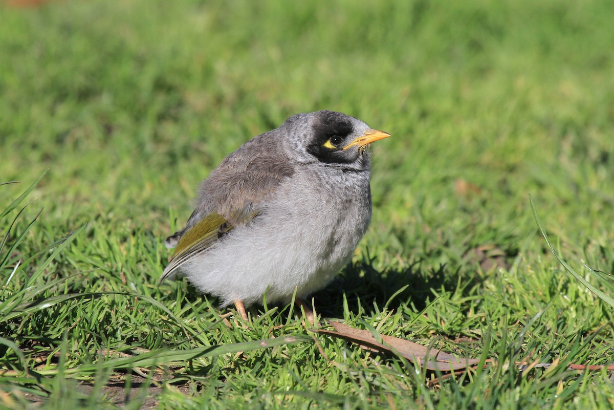Noisy Miner - ML383524741