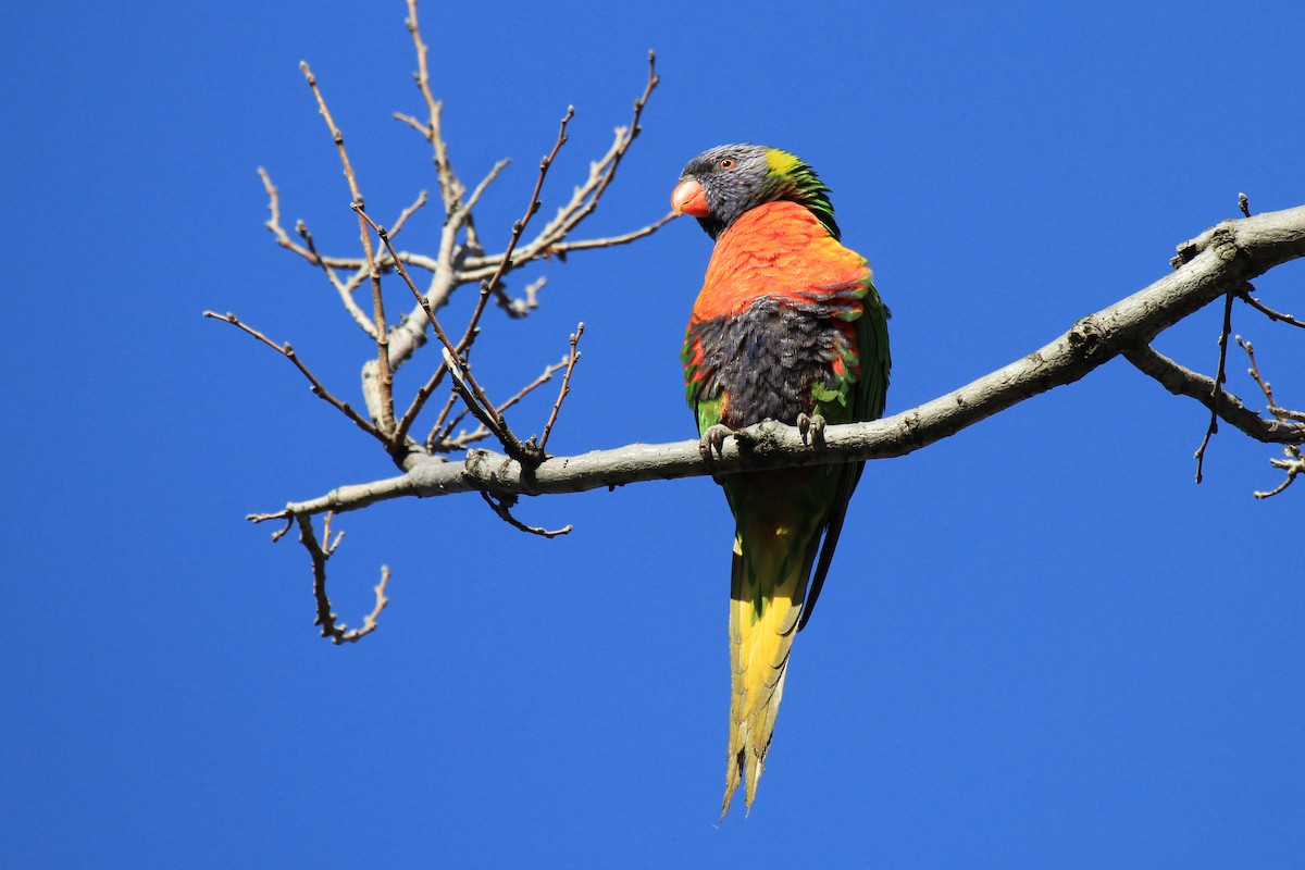 Rainbow Lorikeet - ML383524761