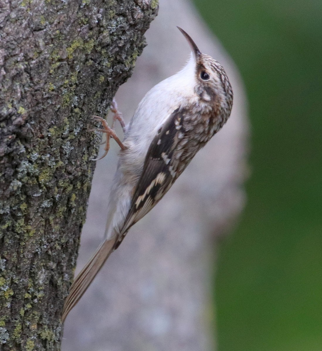 Brown Creeper - ML383525491
