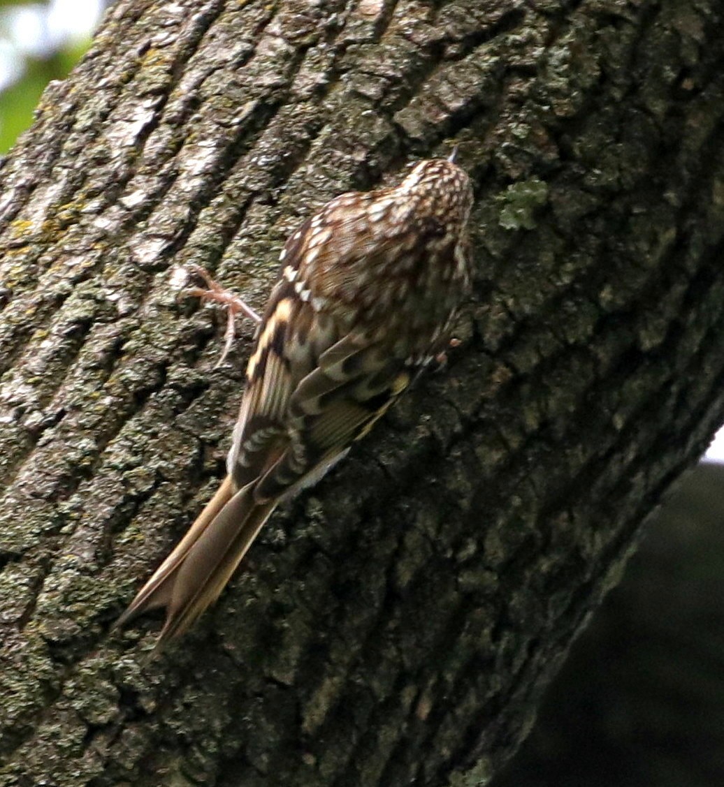 Brown Creeper - ML383525561