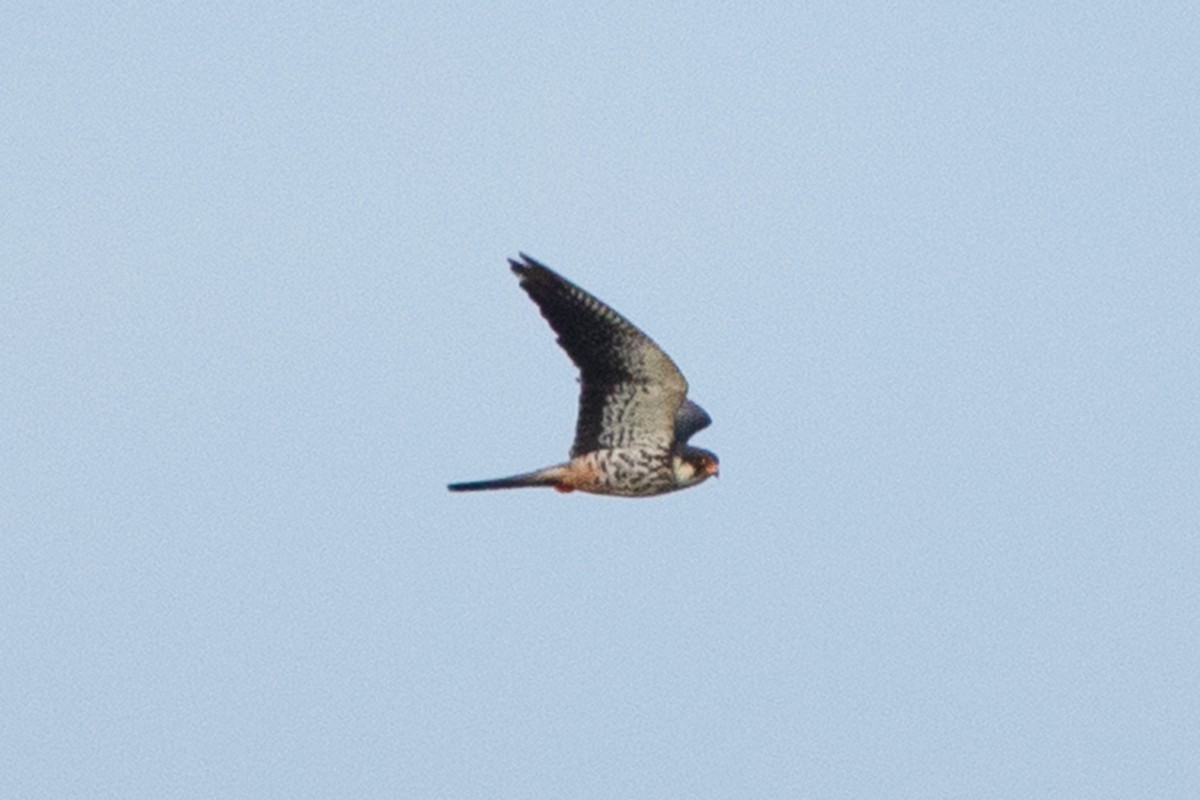 Amur Falcon - ML383527571