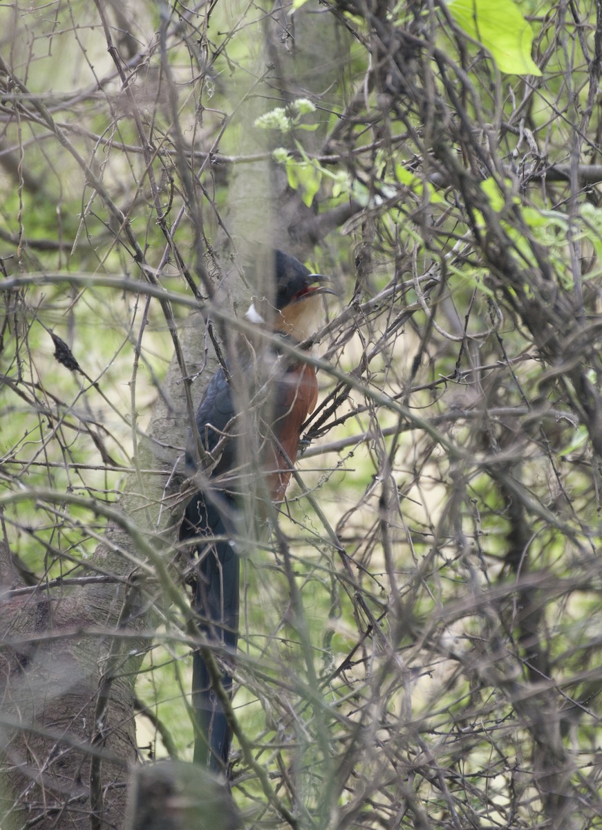 Chestnut-winged Cuckoo - ML383527621