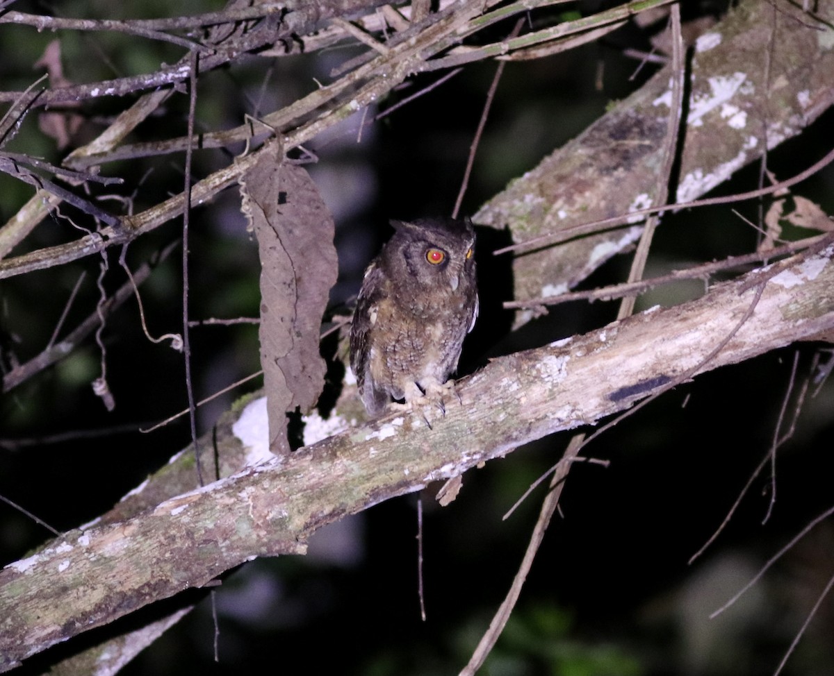 Tawny-bellied Screech-Owl - ML383528031
