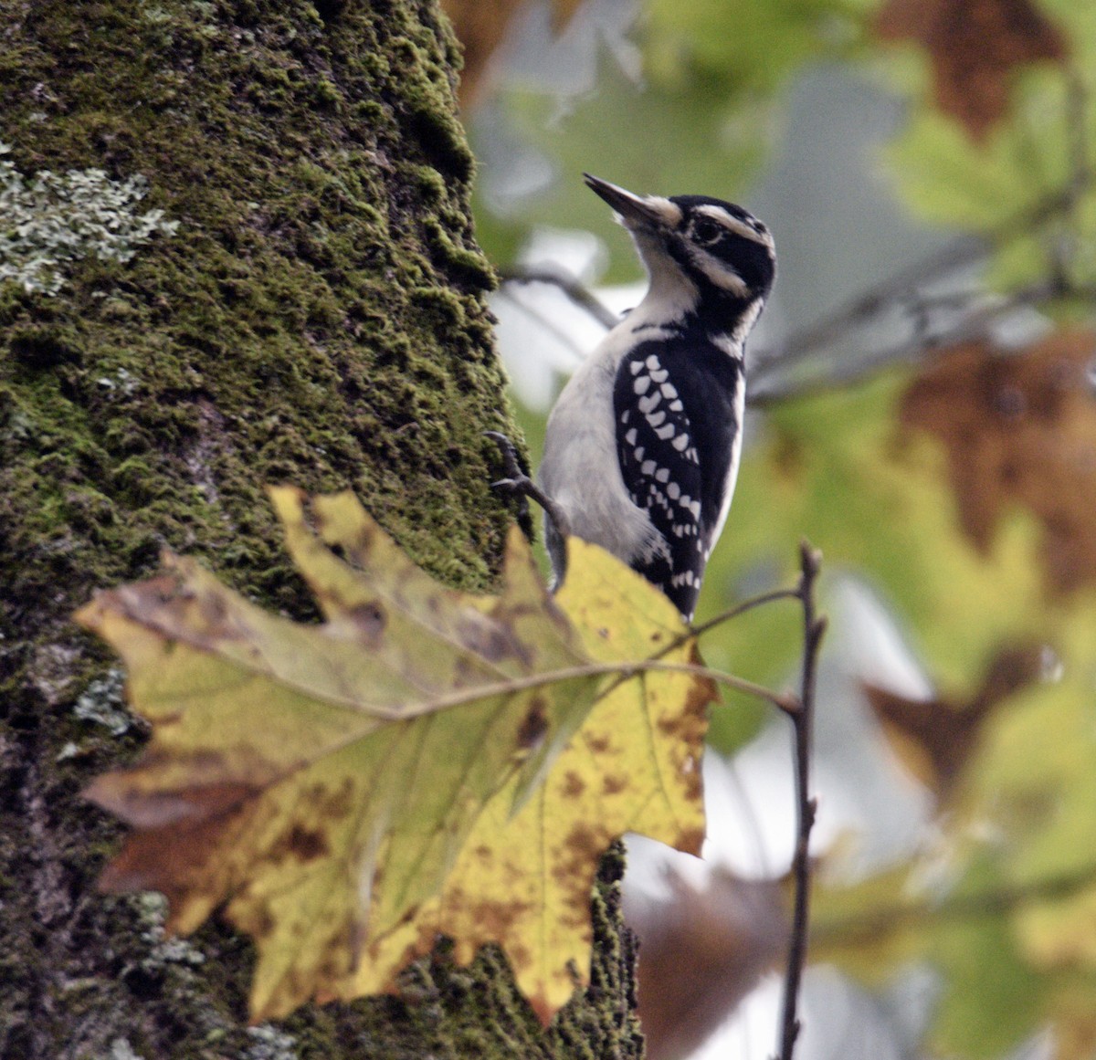 Hairy Woodpecker - ML383528491