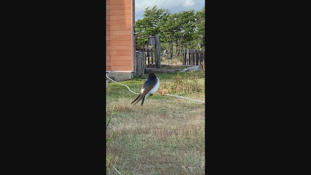 Chilean Swallow - ML383529261