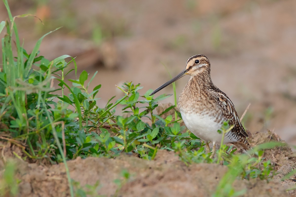 Common Snipe - ML383529661