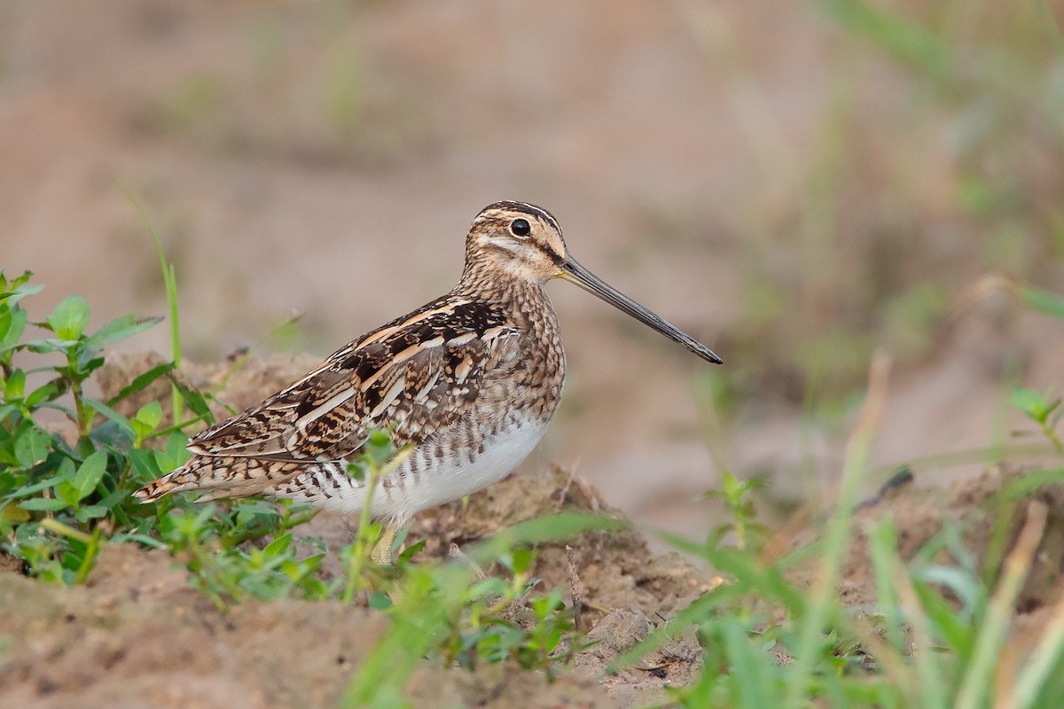 Common Snipe - ML383529671