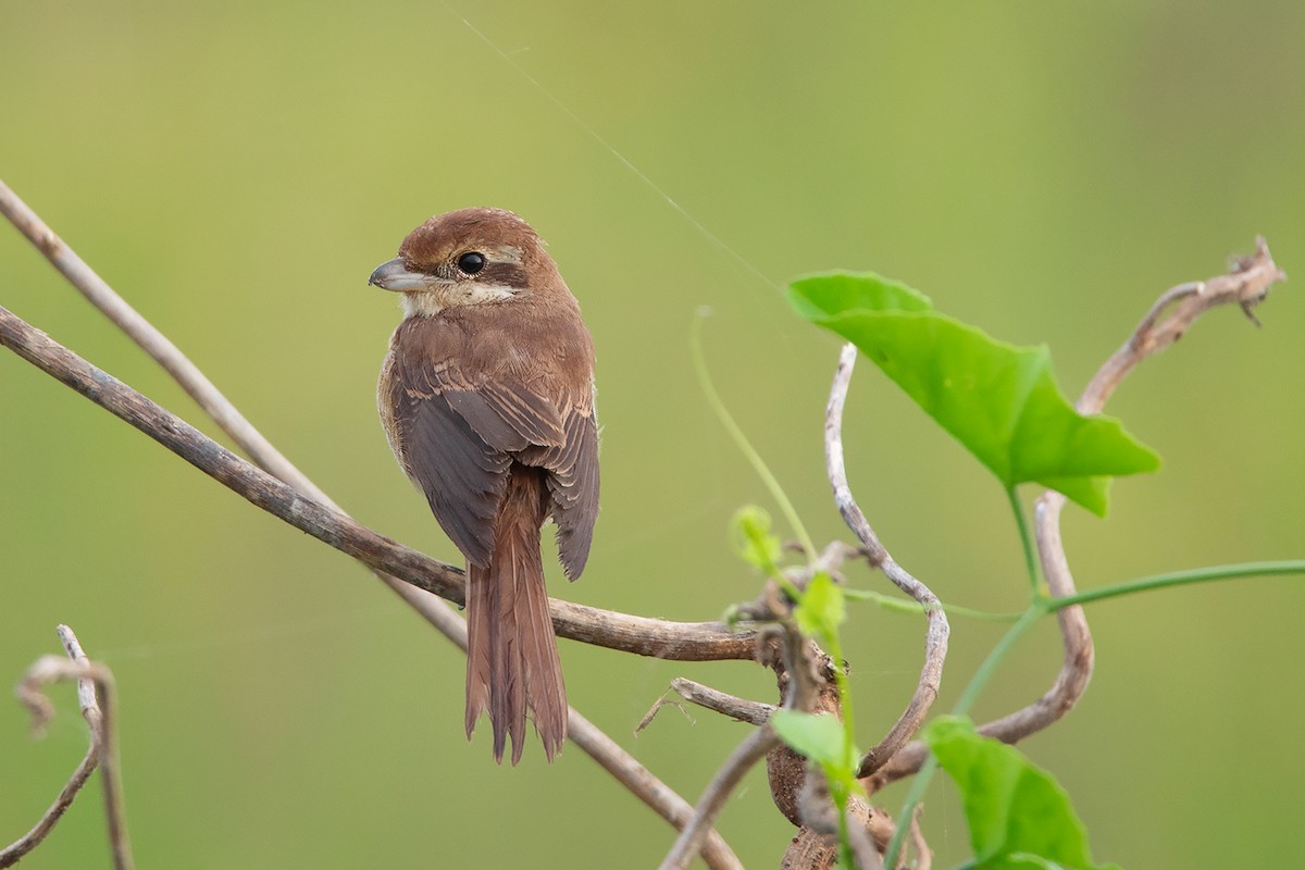 Alcaudón Pardo (cristatus/confusus) - ML383529691