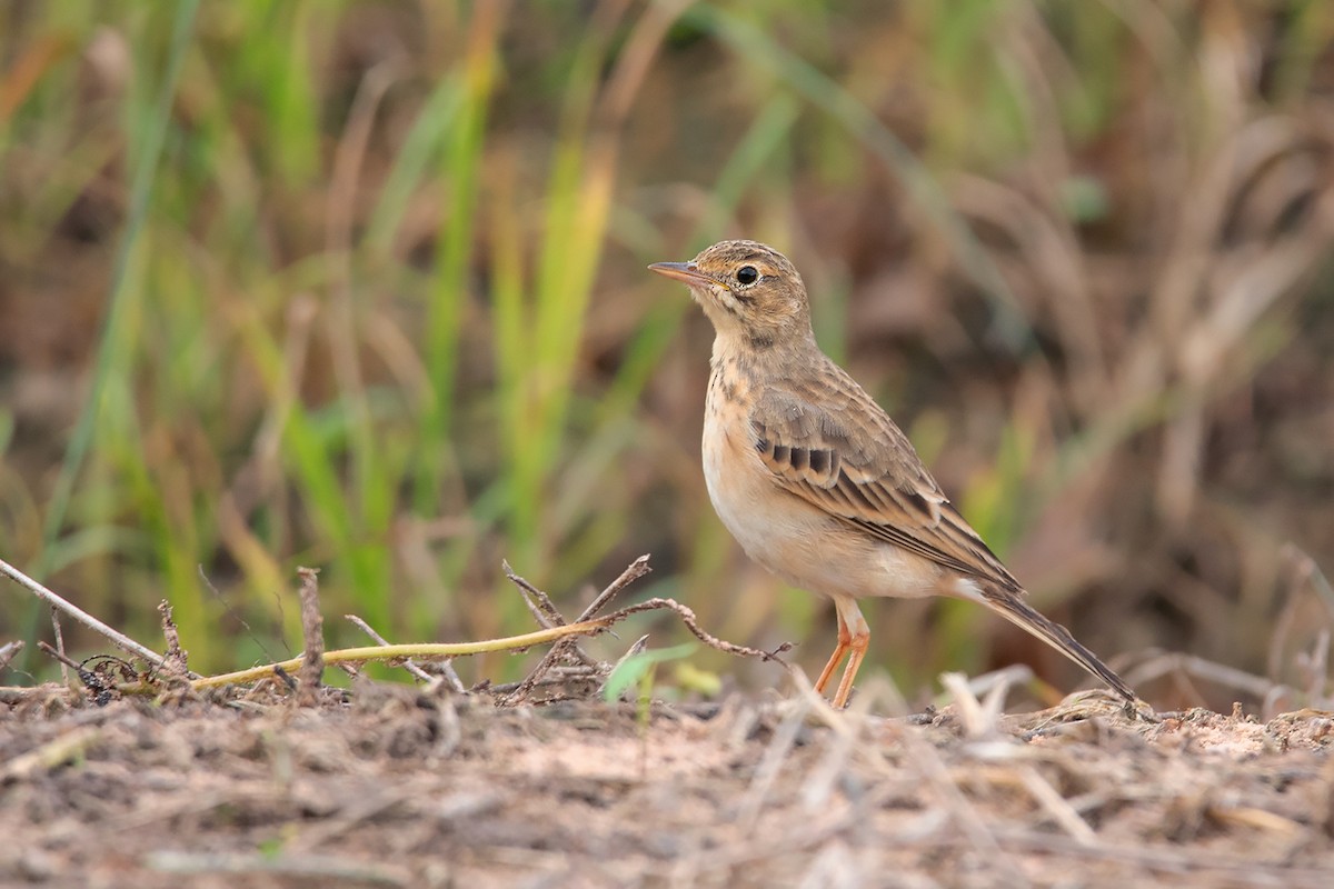 Paddyfield Pipit - ML383529701