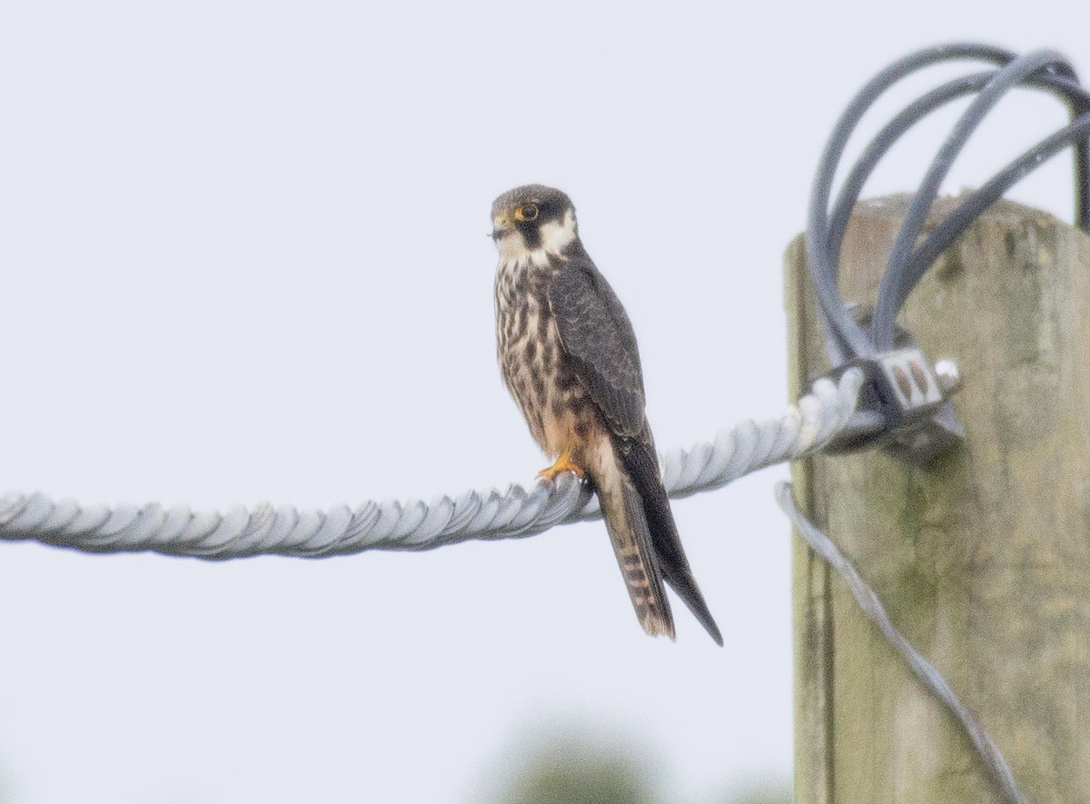 Eurasian Hobby - ML383529861