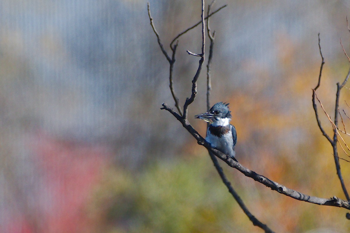 Belted Kingfisher - ML383531071