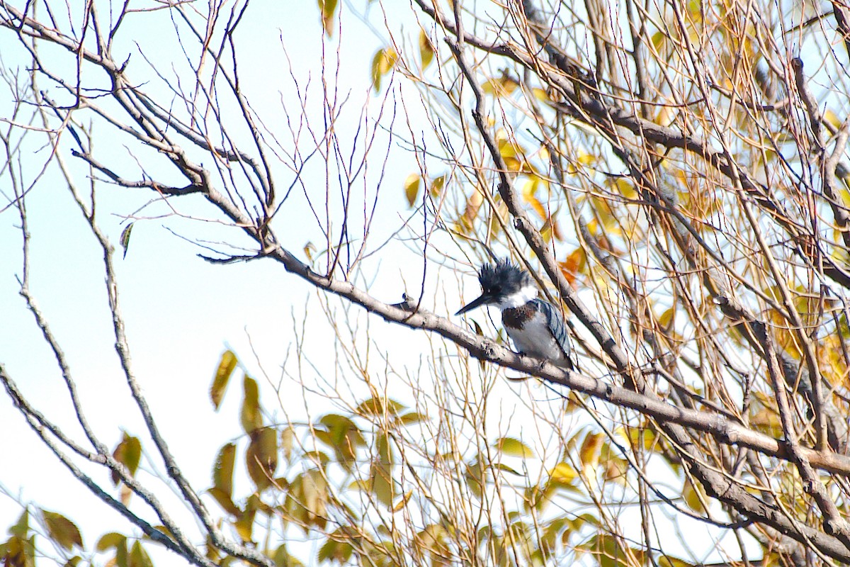 Belted Kingfisher - ML383531091