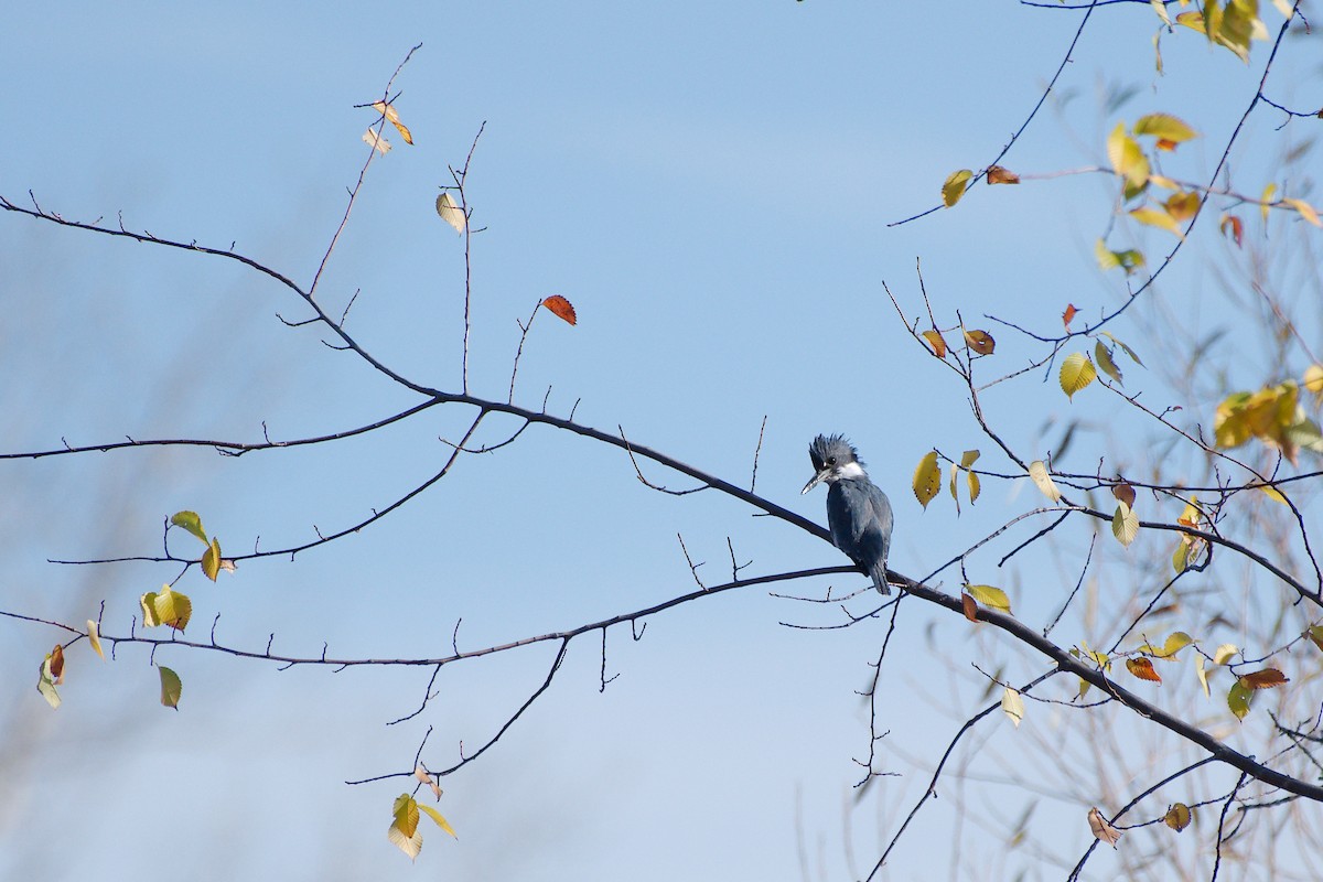 Belted Kingfisher - ML383531131