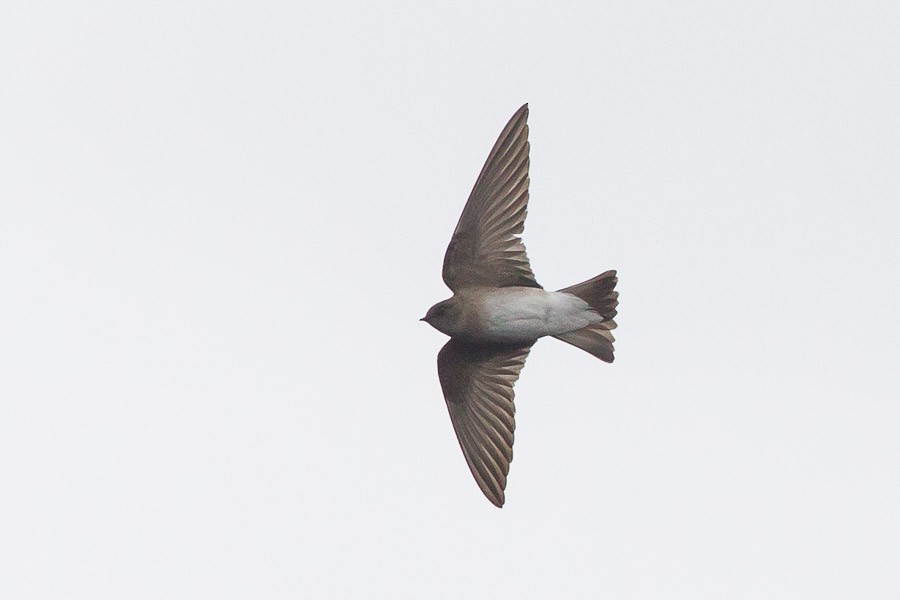 Northern Rough-winged Swallow - ML383531221