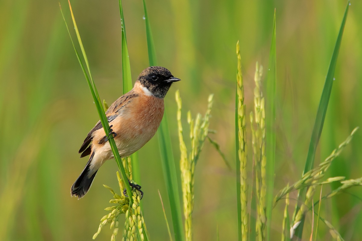 Amur Stonechat - ML383531841