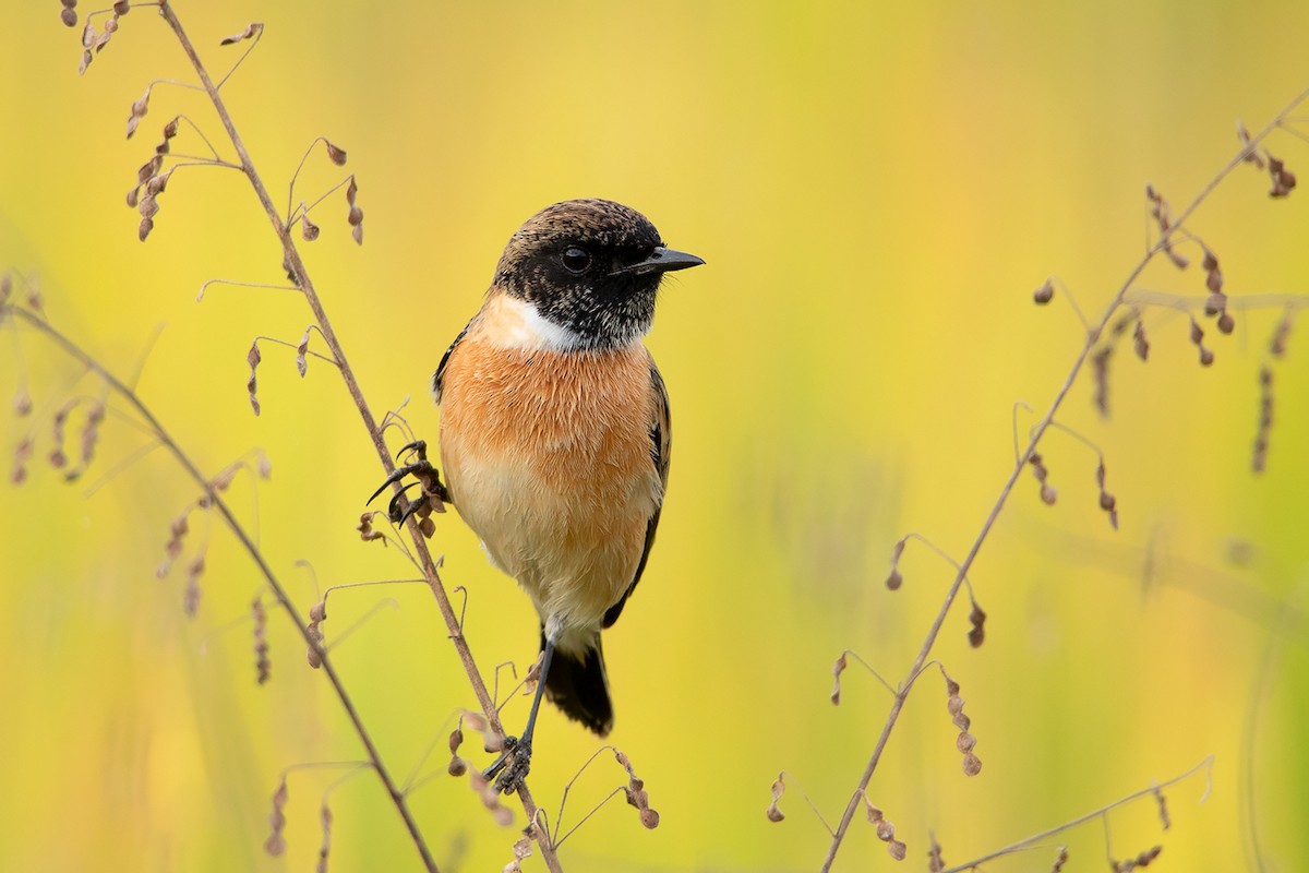 Amur Stonechat - ML383531851