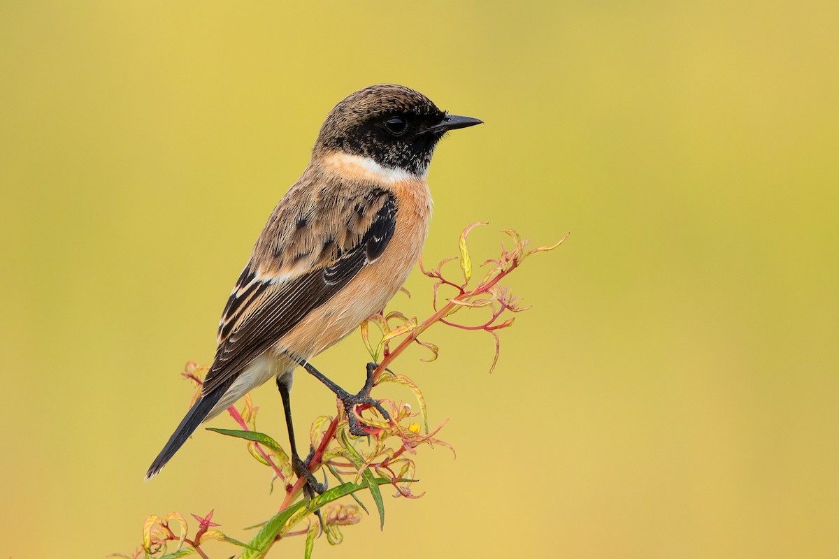 Amur Stonechat - ML383531861