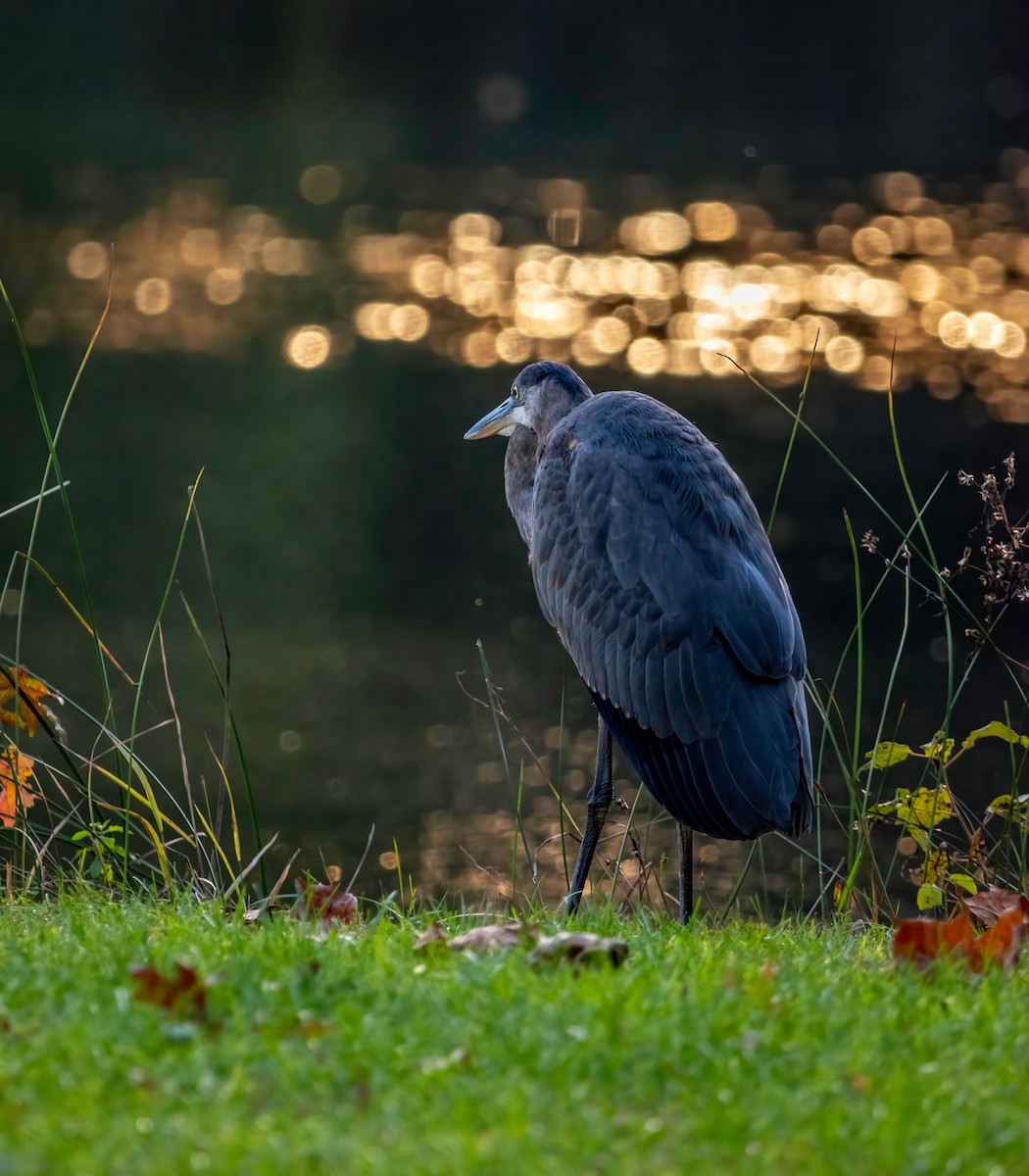 Great Blue Heron - ML383533481