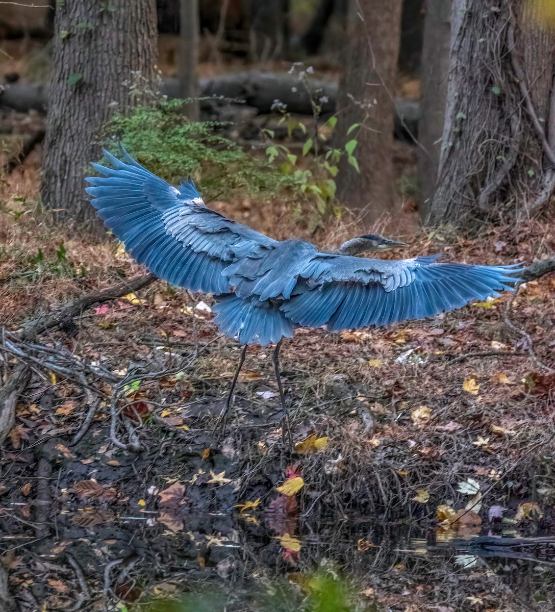 Great Blue Heron - ML383533511