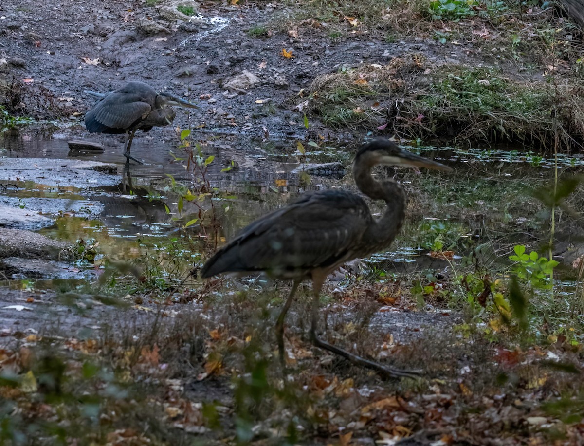 Great Blue Heron - Chris Dobre