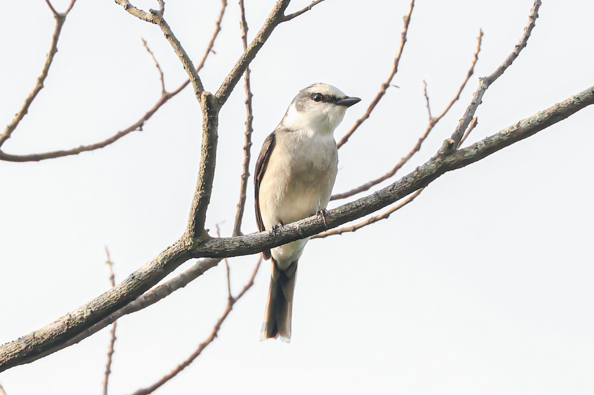 Brown-rumped Minivet - ML383538841