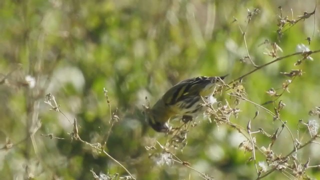 Eurasian Siskin - ML383539541