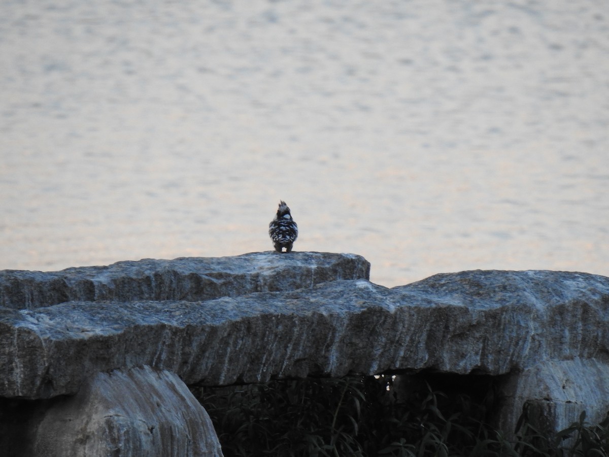 Pied Kingfisher - ML383540551